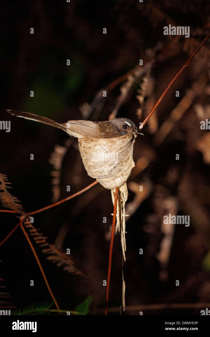 Malaisie, Bornéo, Sabah, réserve naturelle de Tabin, fantôme à gorge blanche (Rhipidura albicollis), sur son nid, la nuit Banque D'Images