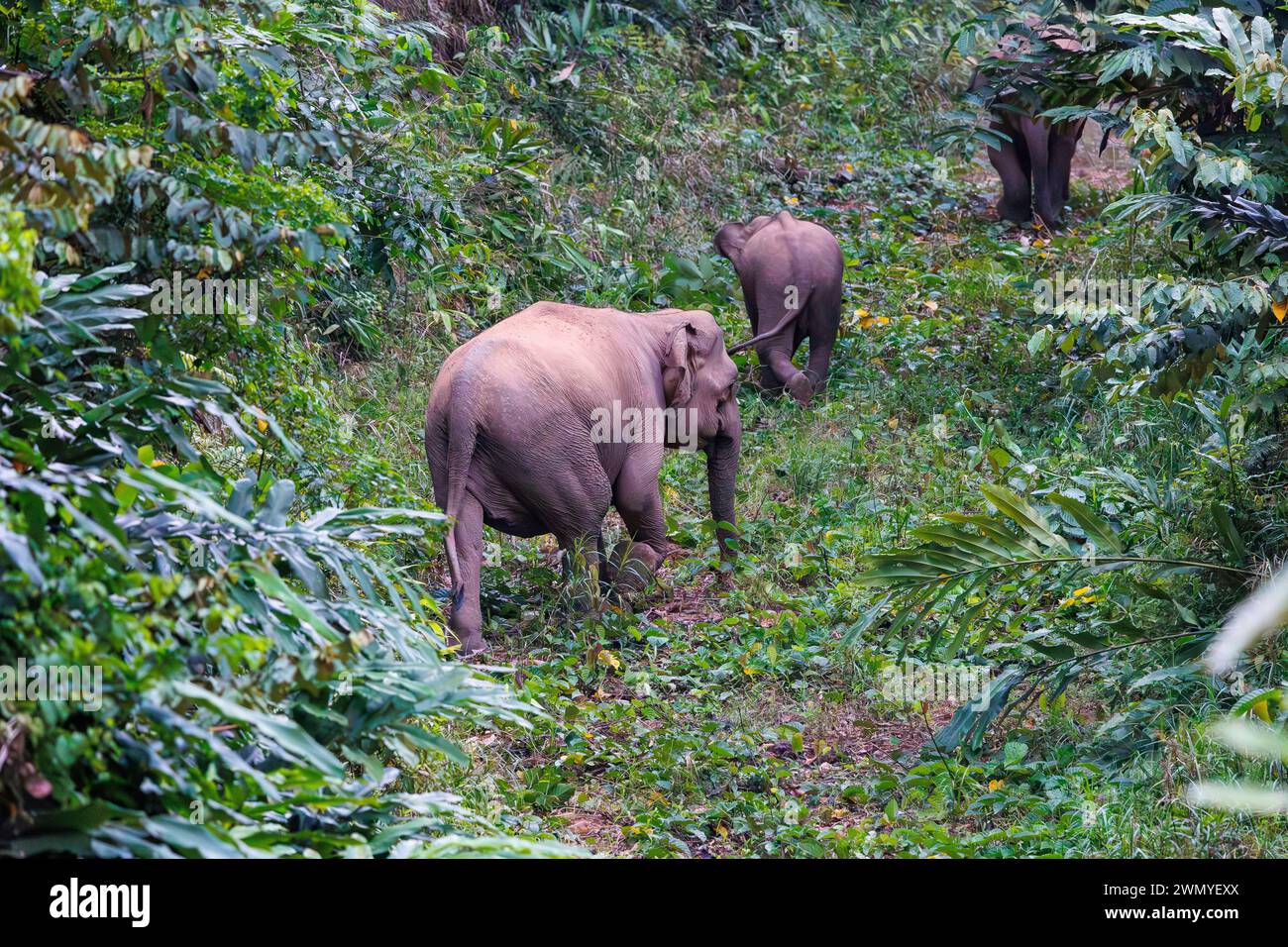 Sud-est de Bornéo Nord, Malaisie, Sabah, réserve forestière de Deramakot qui est une réserve naturelle à Sandakan, éléphant pygmée de Bornean (Elaphas maximus borneensis), groupe dans la forêt Banque D'Images