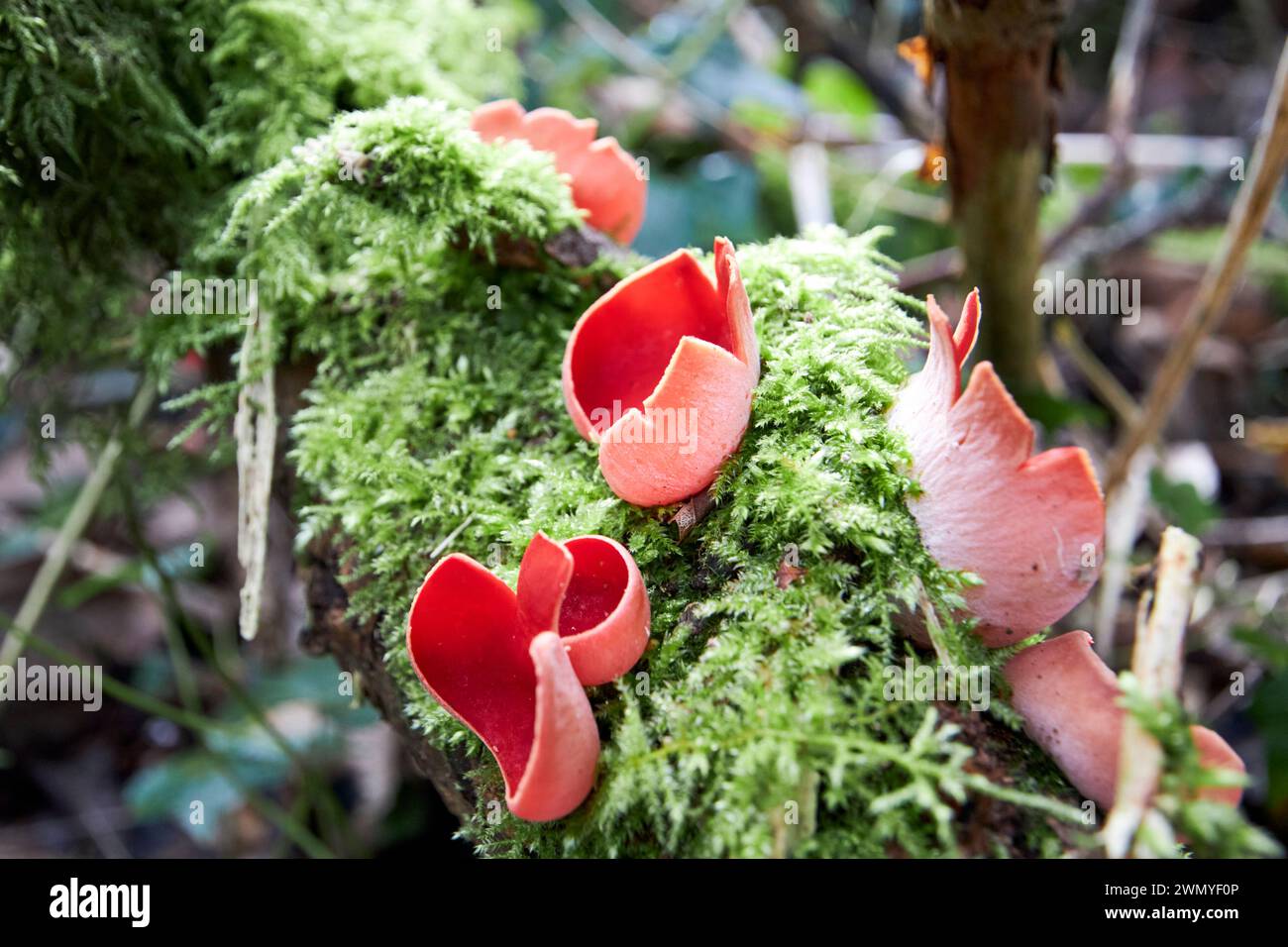 champignon écarlate elfcup sarcoscypha austriaca reas wood county antrim irlande du nord uk Banque D'Images