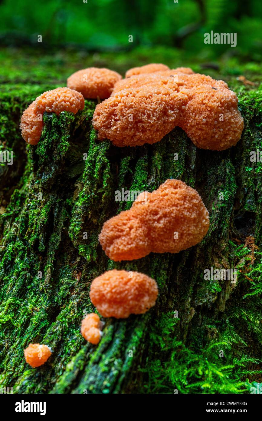 France, somme, Forêt de Crécy, Crécy-en-Ponthieu, champignons de la forêt de Crécy en automne, tubifera ferruginosa Banque D'Images