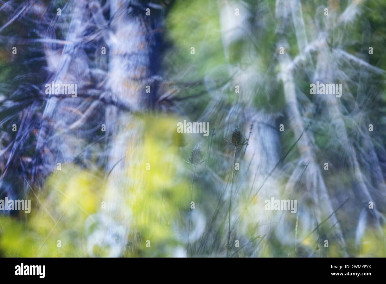 Vue abstraite d'une forêt de peupliers blancs avec des branches floues et des feuilles jaunes créant un effet pictural Banque D'Images