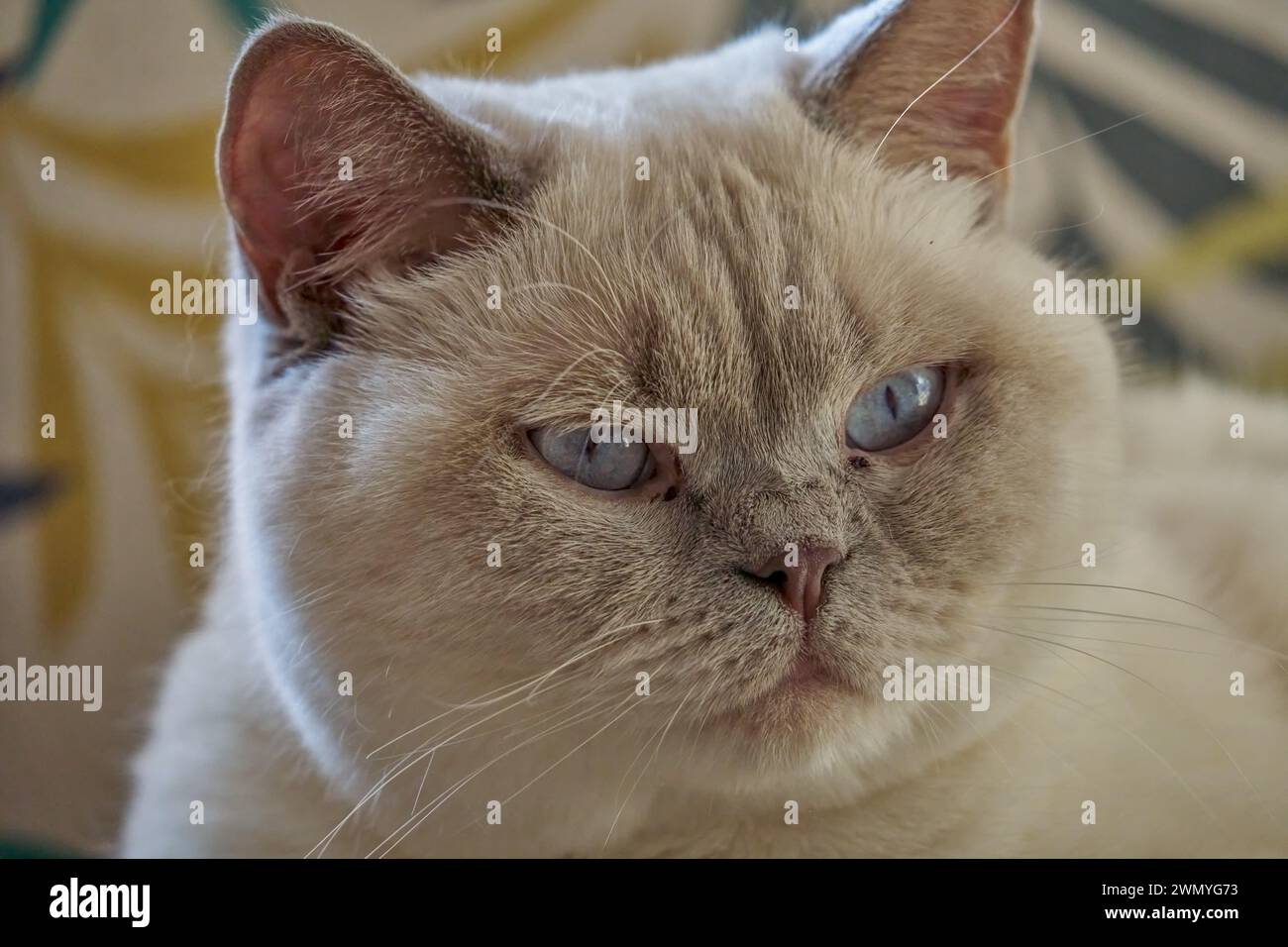 Yeux bleus British shorthair kitten crème catkin colorpoint avec des bouts gris Banque D'Images