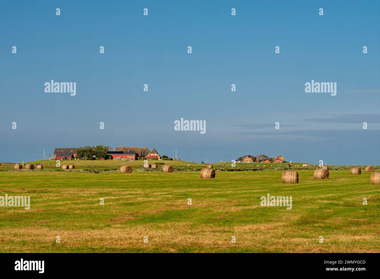 Ockelützwarft et Mitteltritt se battent sur Hallig Hooge, Frise du Nord, Schleswig-Holstein, Allemagne Banque D'Images