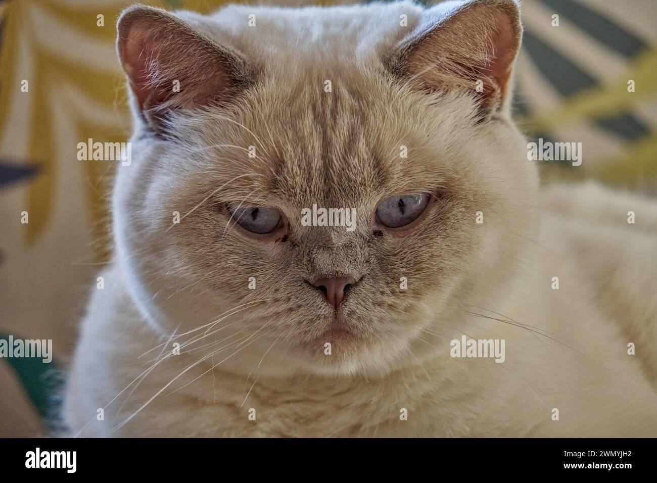 Yeux bleus British shorthair kitten crème catkin colorpoint avec des bouts gris Banque D'Images