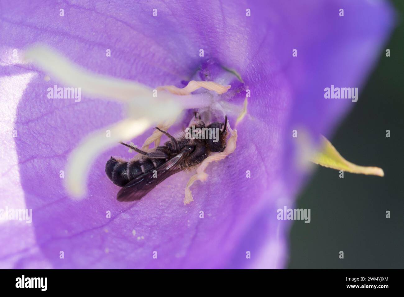 Glockenblumen-Scherenbiene, Glockenblumenscherenbiene, Große Glockenblumen-Scherenbiene, in einer Blüte von Glockenblume, Campanula, Chelostoma rapunc Banque D'Images
