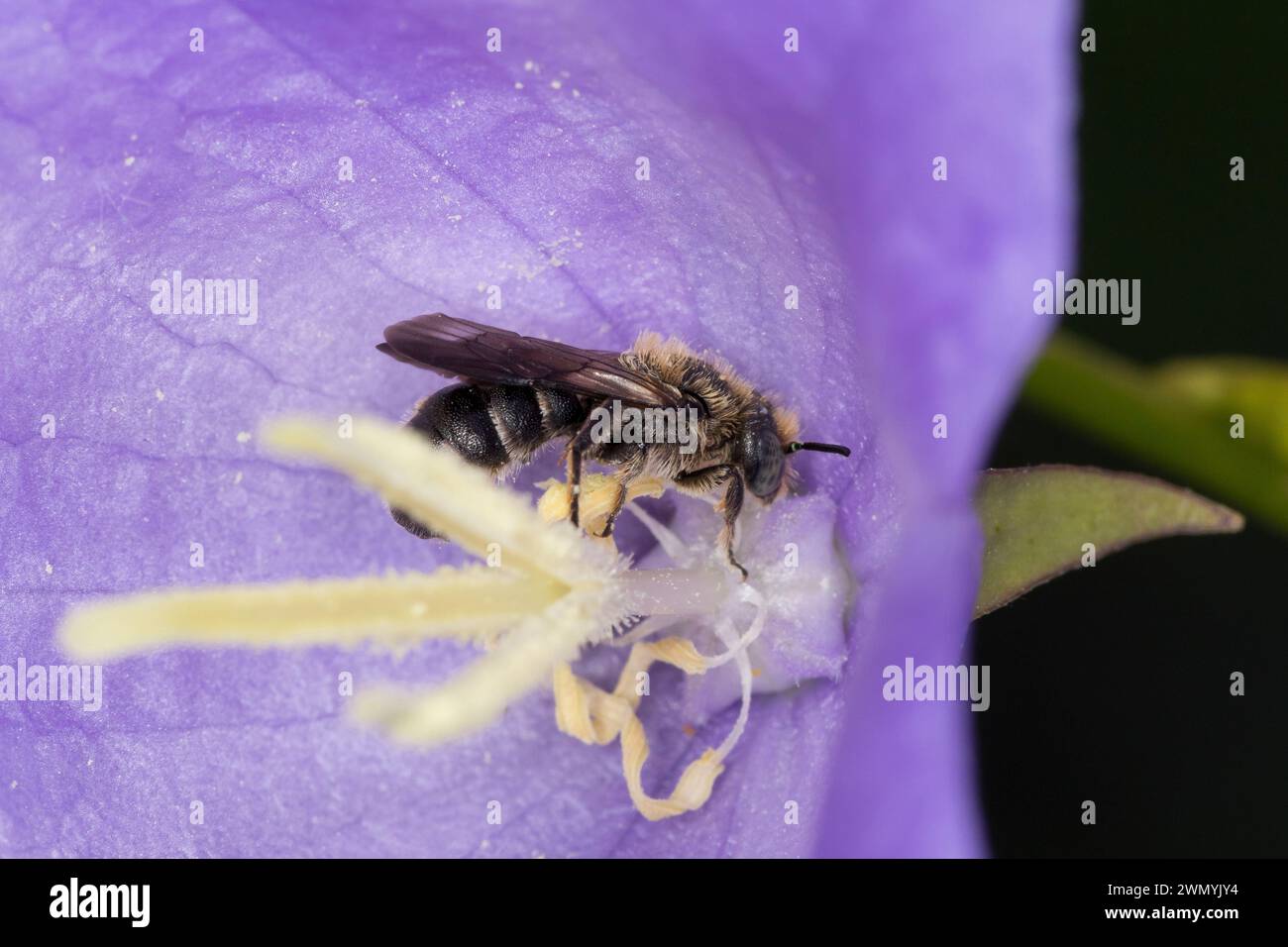 Glockenblumen-Scherenbiene, Glockenblumenscherenbiene, Große Glockenblumen-Scherenbiene, in einer Blüte von Glockenblume, Campanula, Chelostoma rapunc Banque D'Images