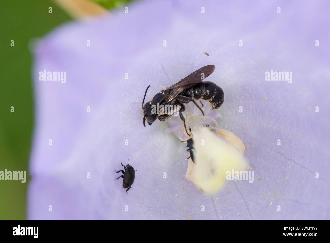 Glockenblumen-Scherenbiene, Glockenblumenscherenbiene, Große Glockenblumen-Scherenbiene, in einer Blüte von Glockenblume, Campanula, Chelostoma rapunc Banque D'Images