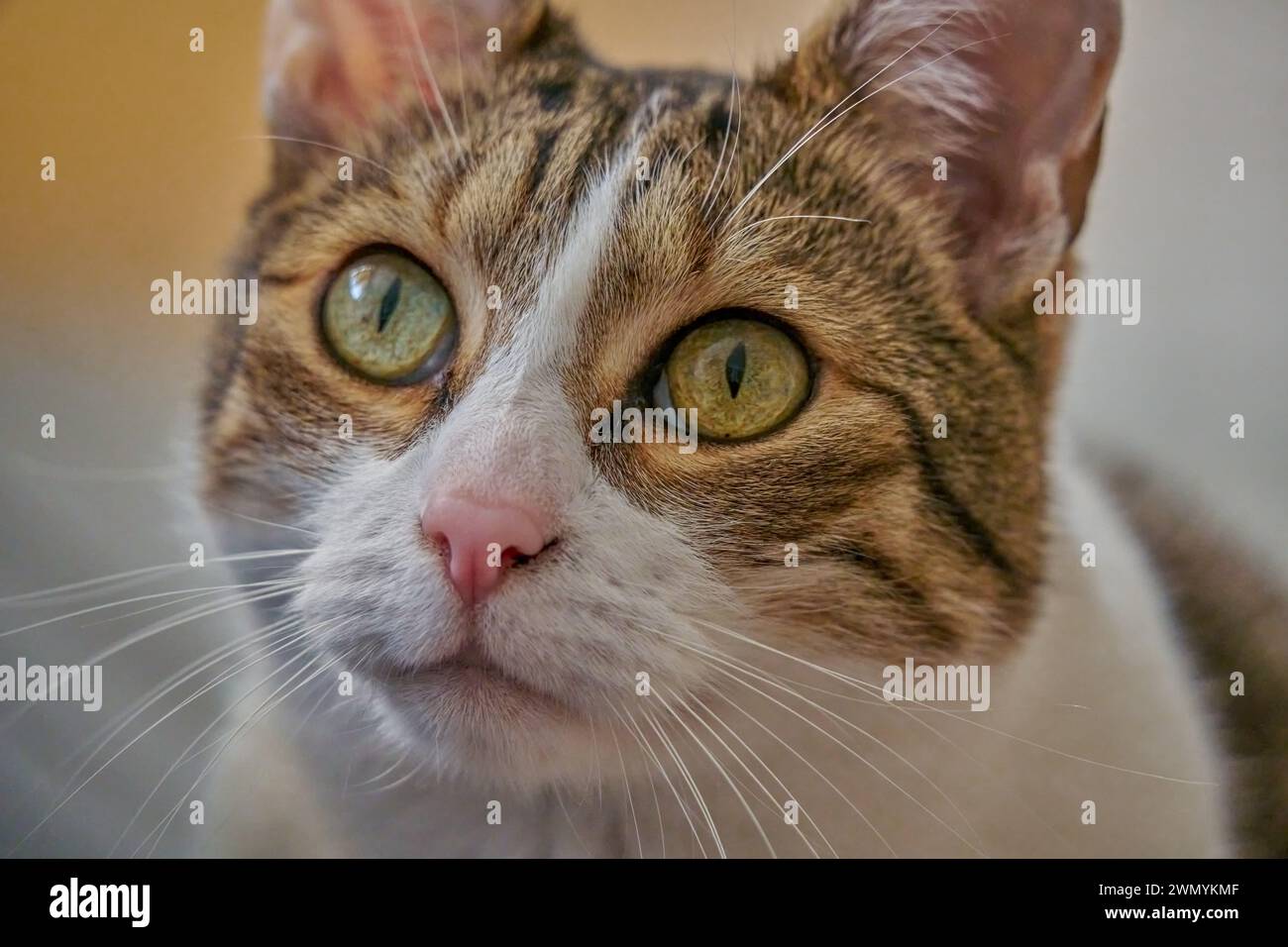 Chat européen tomcat regardant les yeux verts chat Banque D'Images