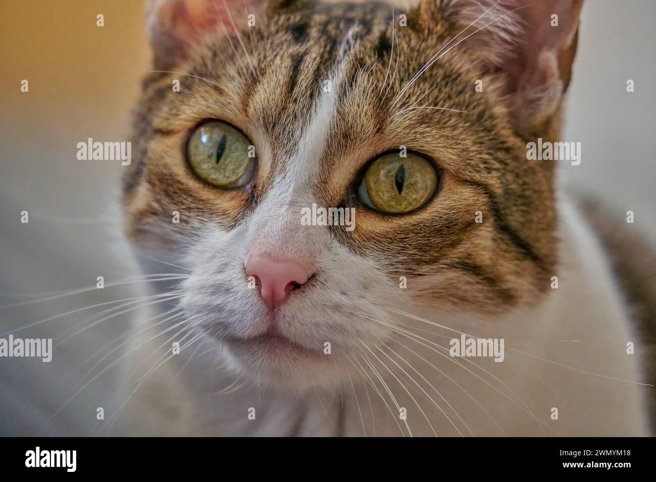 Chat européen tomcat regardant les yeux verts chat Banque D'Images