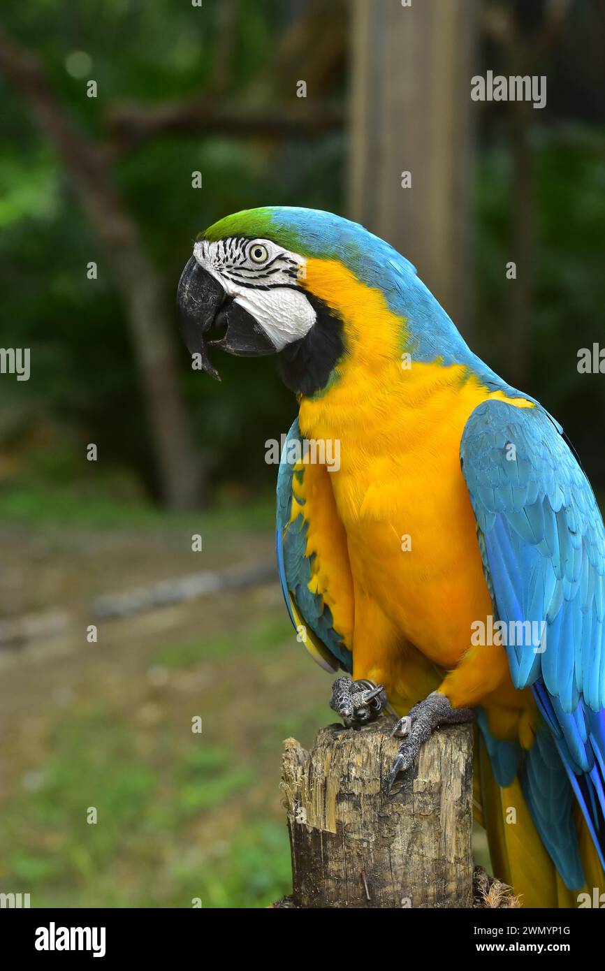 Bleu et jaune Macaw, ce sont les plus grands perroquets volants, avec un éventail éblouissant de couleurs en jaune vif, bleu jacinthe, vert émeraude, Brésil Banque D'Images