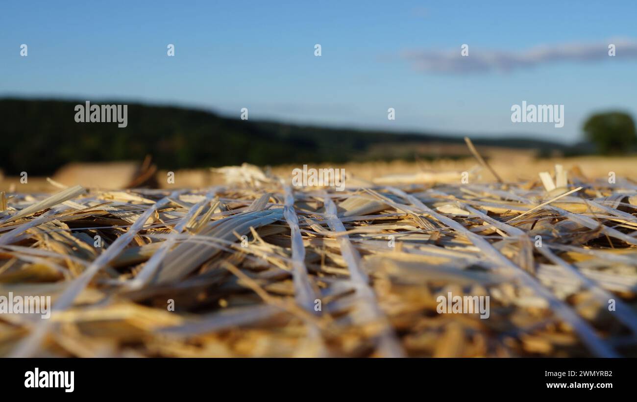 se concentrant sur une gerbe moderne de blé debout dans un champ sous le soleil du soir avant le coucher du soleil, ou sur le champ dans son ensemble Banque D'Images
