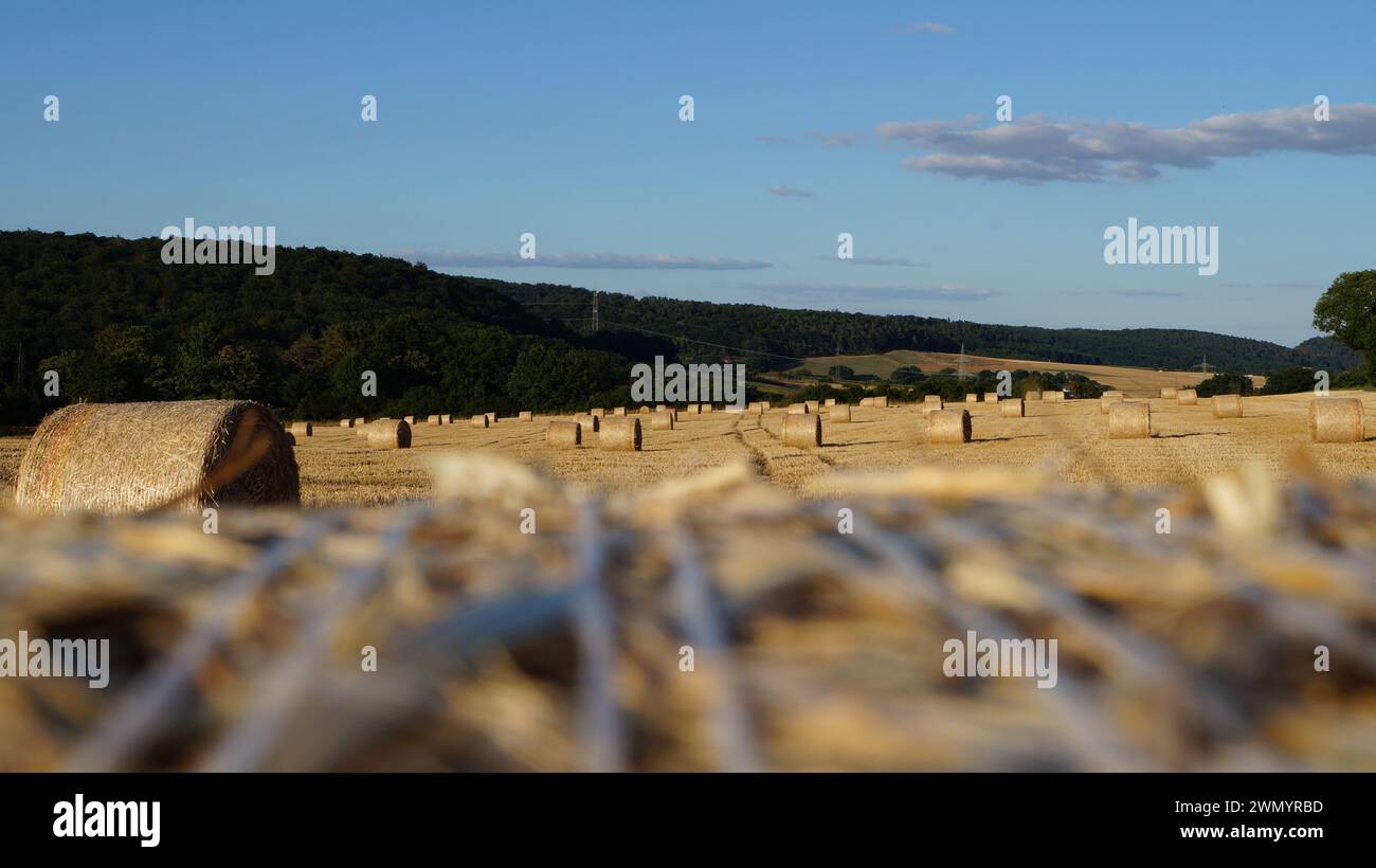 se concentrant sur une gerbe moderne de blé debout dans un champ sous le soleil du soir avant le coucher du soleil, ou sur le champ dans son ensemble Banque D'Images