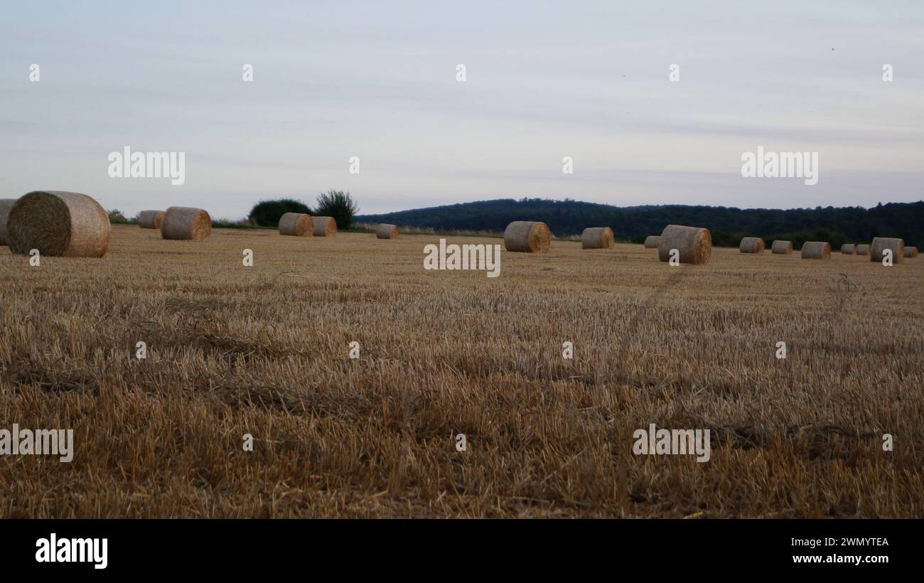 Parmi les gerbes de blé modernes, un chemin de paille piétinée traverse un champ sous un ciel dégagé, symbole d'une route pacifique vers l'avenir Banque D'Images