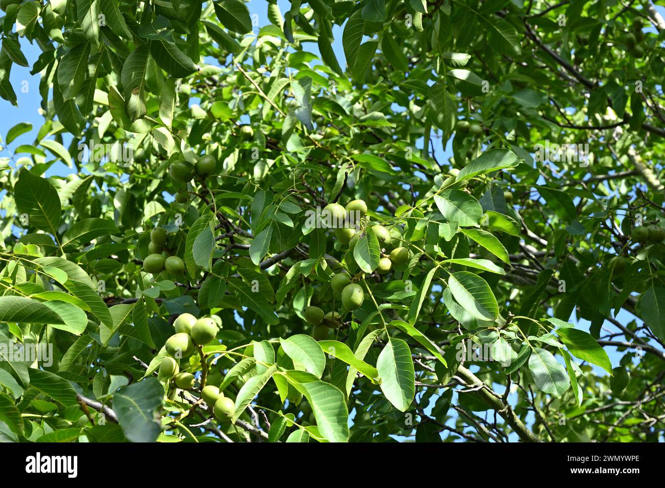 Noix non mûres poussant sur l'arbre Juglans regia au Royaume-Uni septembre Banque D'Images