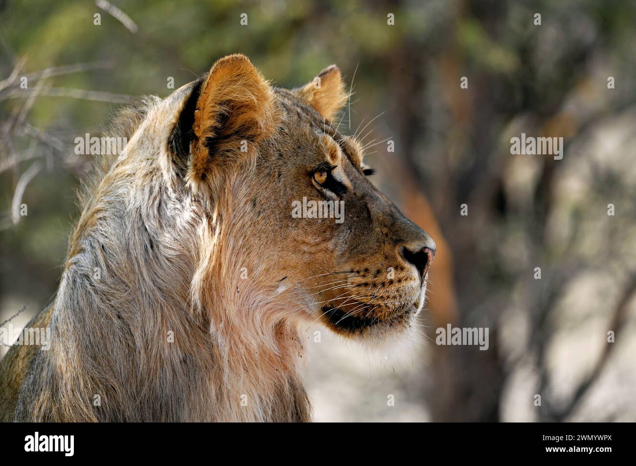Jeune lion mâle Kalahari en gros plan. Le lion regarde sur le côté Banque D'Images