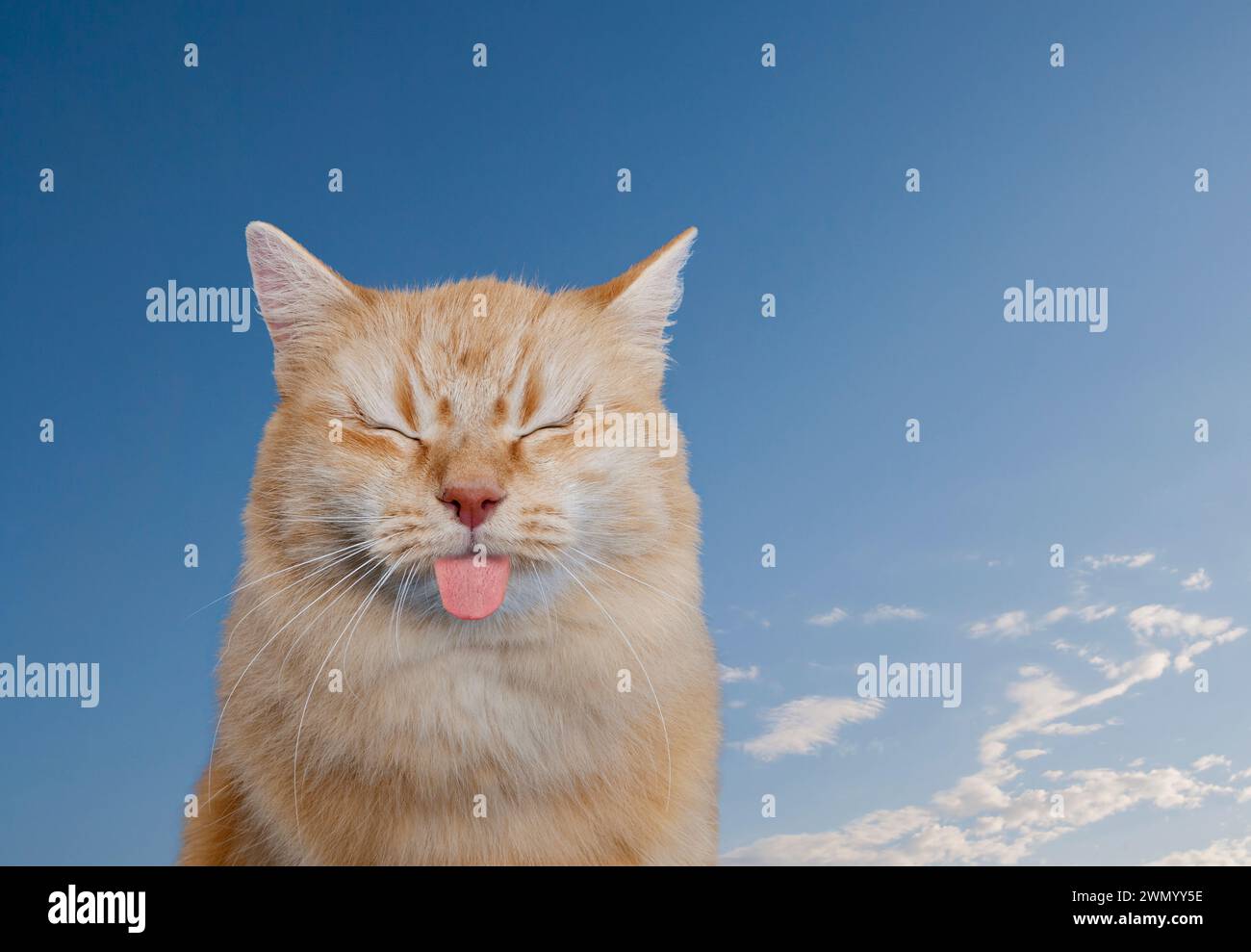 Un chat tabby orange, la langue dehors et les yeux bien fermés, porte une expression de dégoût dans une photo drôle de chat sur le dégoût, le dégoût et l'aversion. Banque D'Images