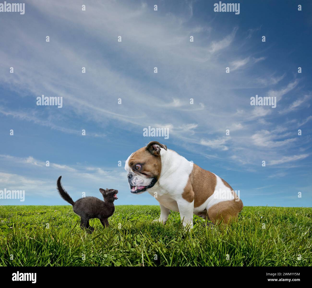 Un bouledogue fait face à un chaton noir en colère dans une image drôle d'animal de compagnie sur le conflit, la confrontation et le comportement d'animal de compagnie. Banque D'Images