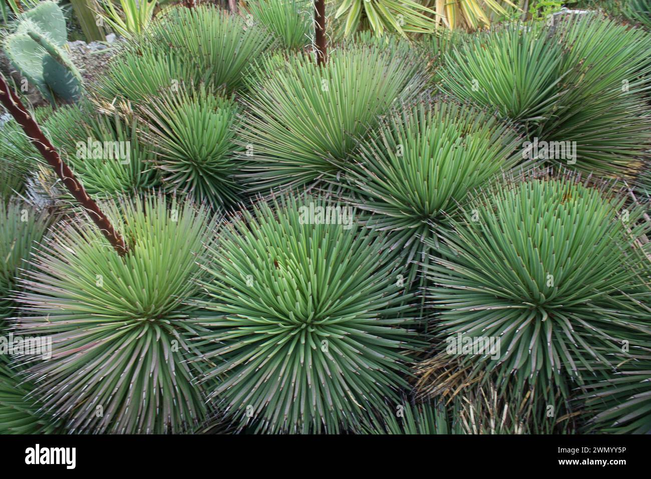 Vue du fond de cactus tropical épi (Aloe Polyphylla) poussant à l'état sauvage Banque D'Images
