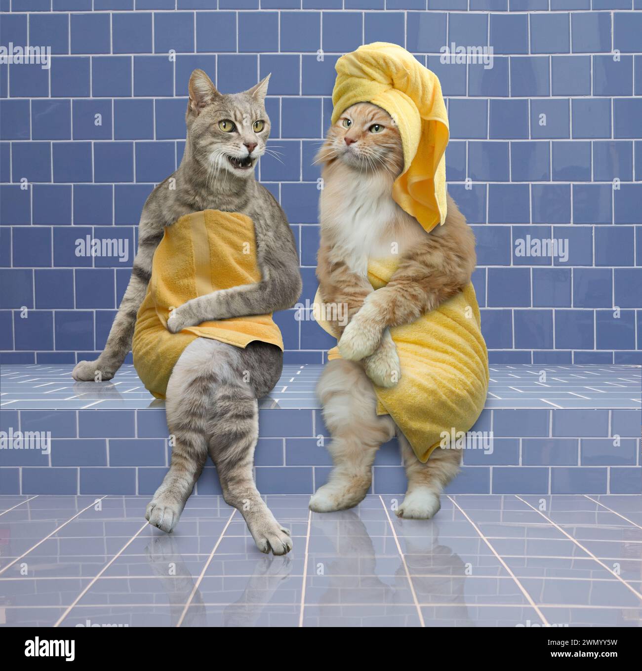 Deux chats assis dans un hammam bavardant dans une drôle de photo d'animal sur l'amitié, la communication et les relations. Banque D'Images