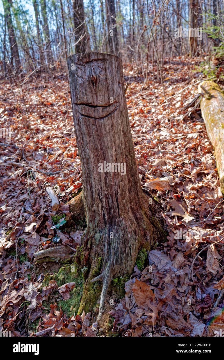 Un visage avec un bouton naturel pour une main de nez coupé sur un tronc d'un arbre coupé le long du sentier de randonnée dans la forêt entouré de feuilles tombées sur Banque D'Images Un visage avec un bouton naturel pour une main de nez coupé sur un tronc d'un arbre coupé le long du sentier de randonnée dans la forêt entouré de feuilles tombées sur Banque D'Images