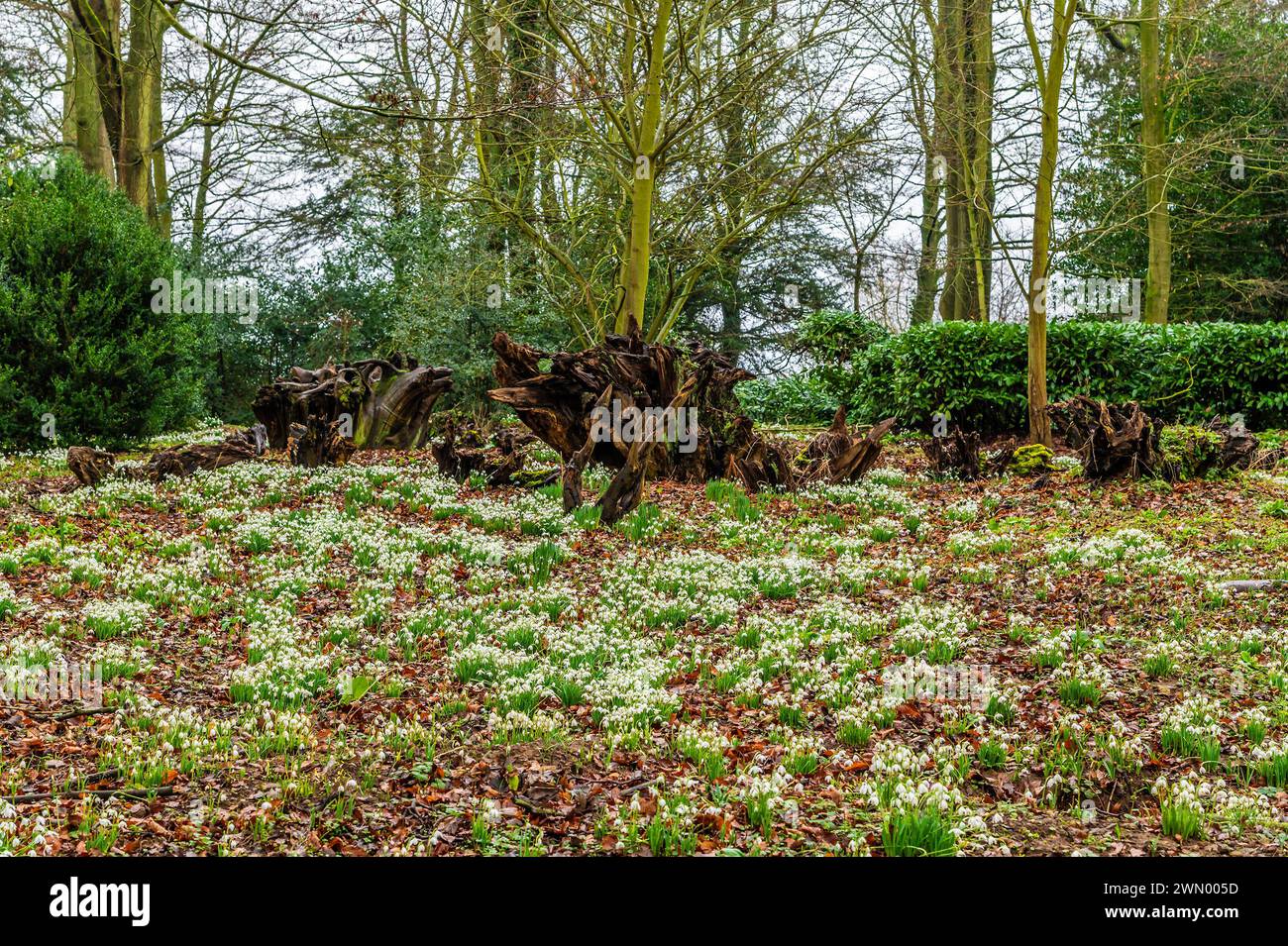 Une vue des gouttes de neige et des souches d'arbres dans un bois dans le village de Lamport, Northamptonshire, Royaume-Uni un jour d'hiver Banque D'Images