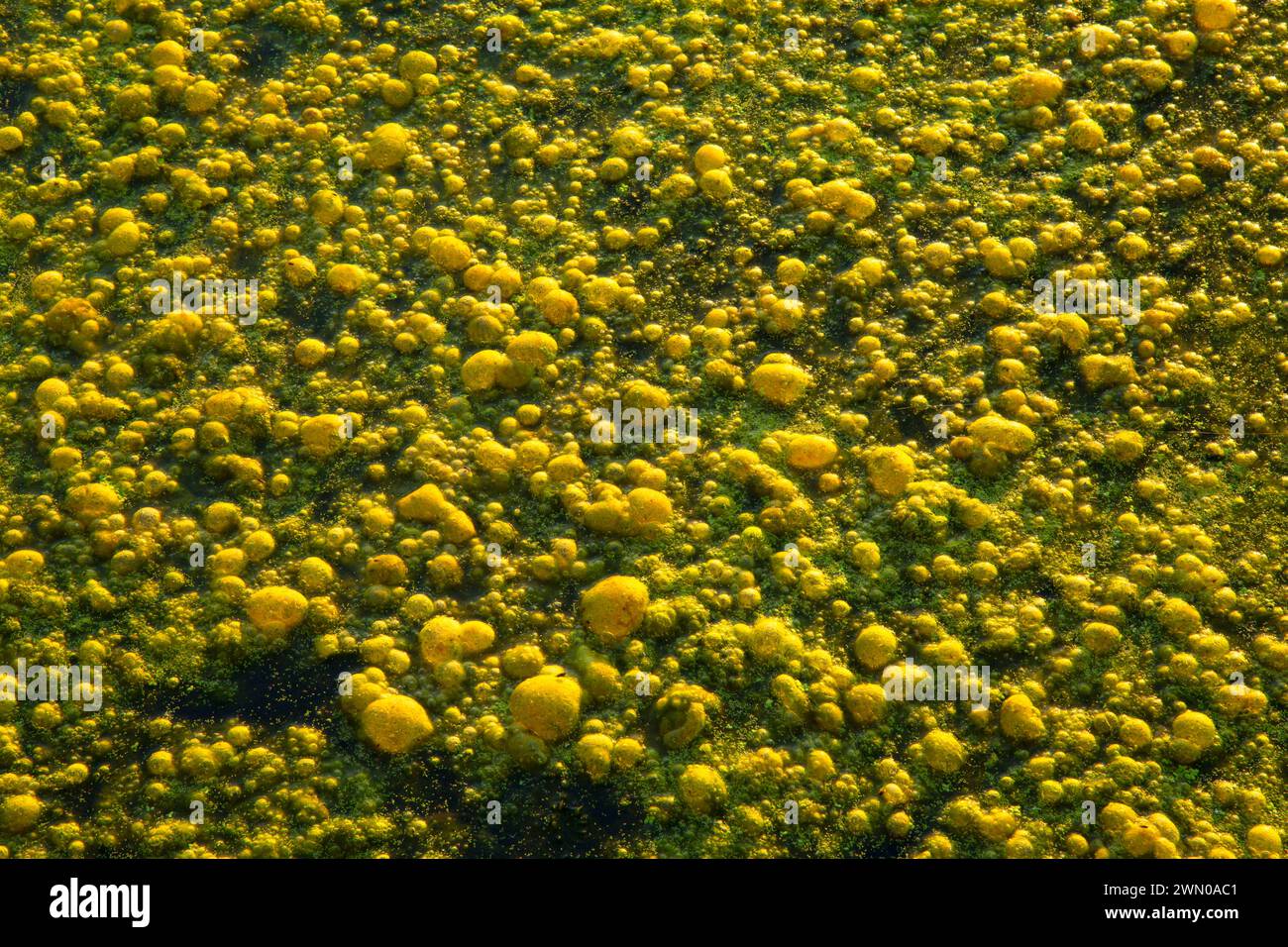 Algues dans Mission Lake, Willamette Mission State Park, Oregon Banque D'Images