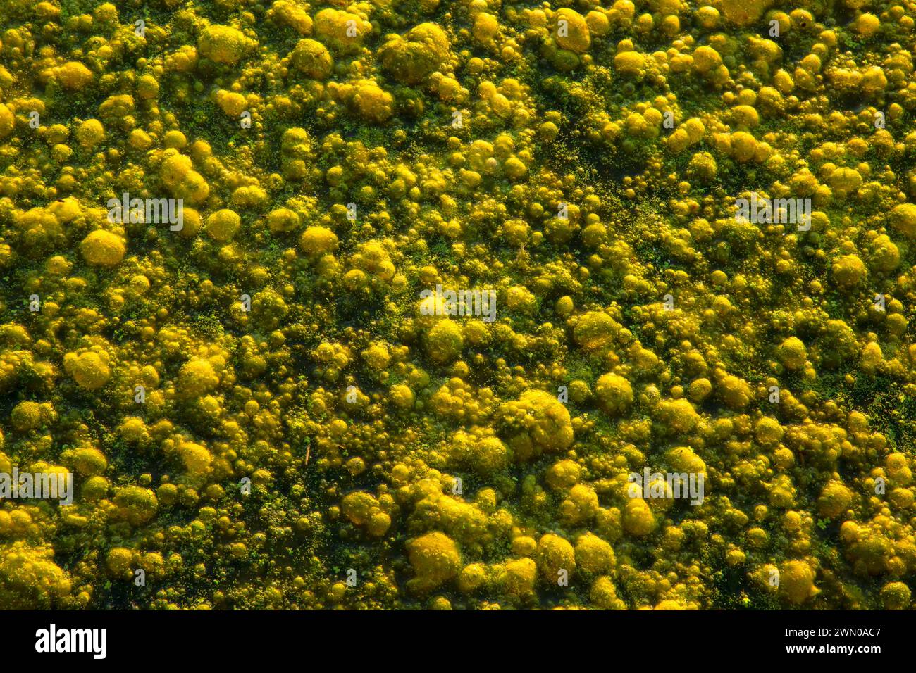 Algues dans Mission Lake, Willamette Mission State Park, Oregon Banque D'Images