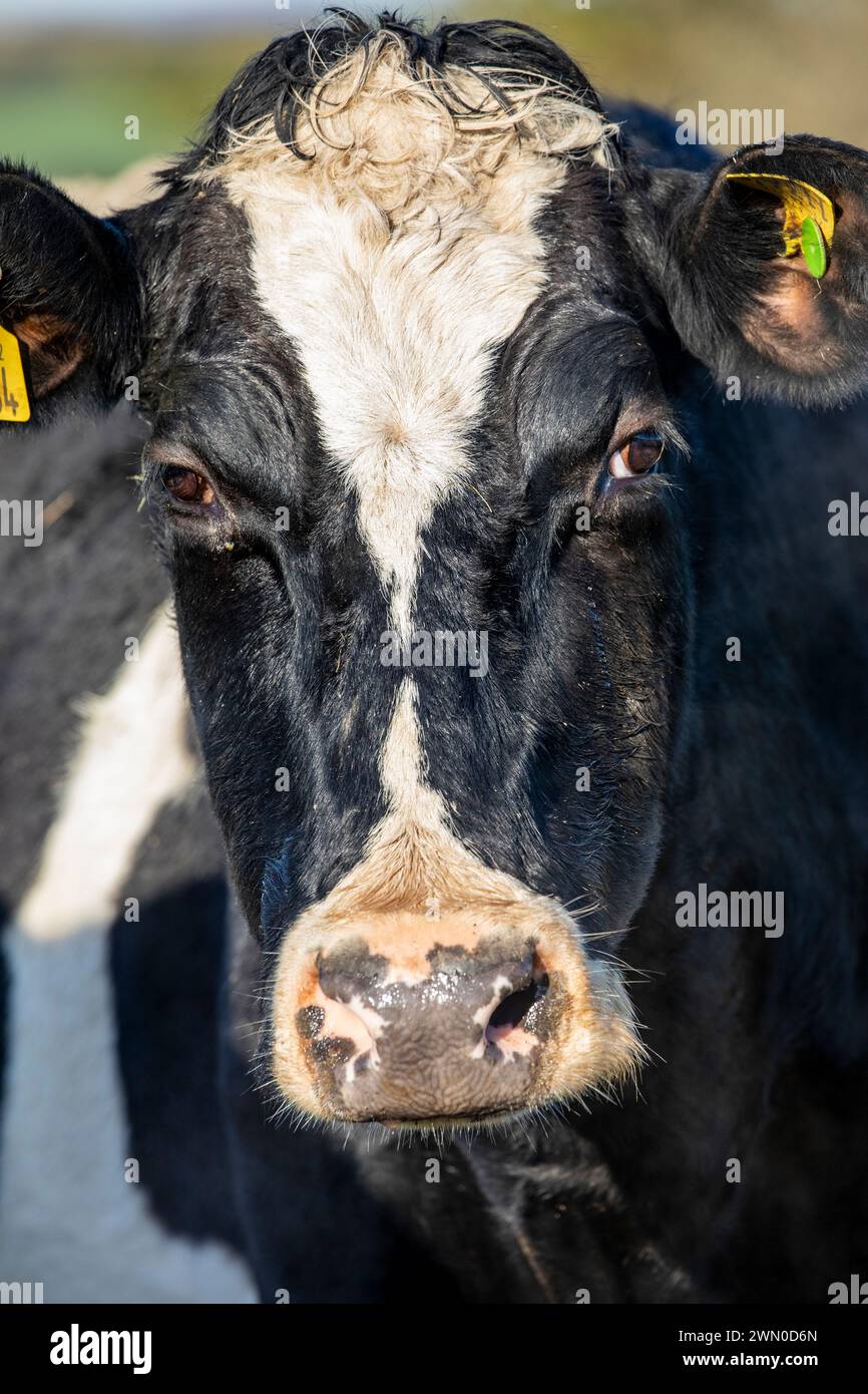 gros plan sur le visage de la vache Banque D'Images