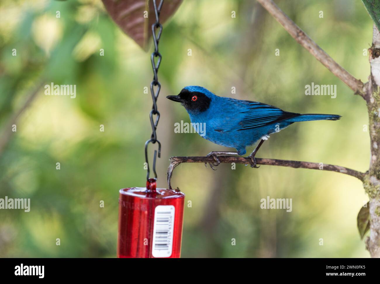 Perché perforateur de fleurs masqué (Diglossa cyanea) sur un arbre en Colombie Banque D'Images