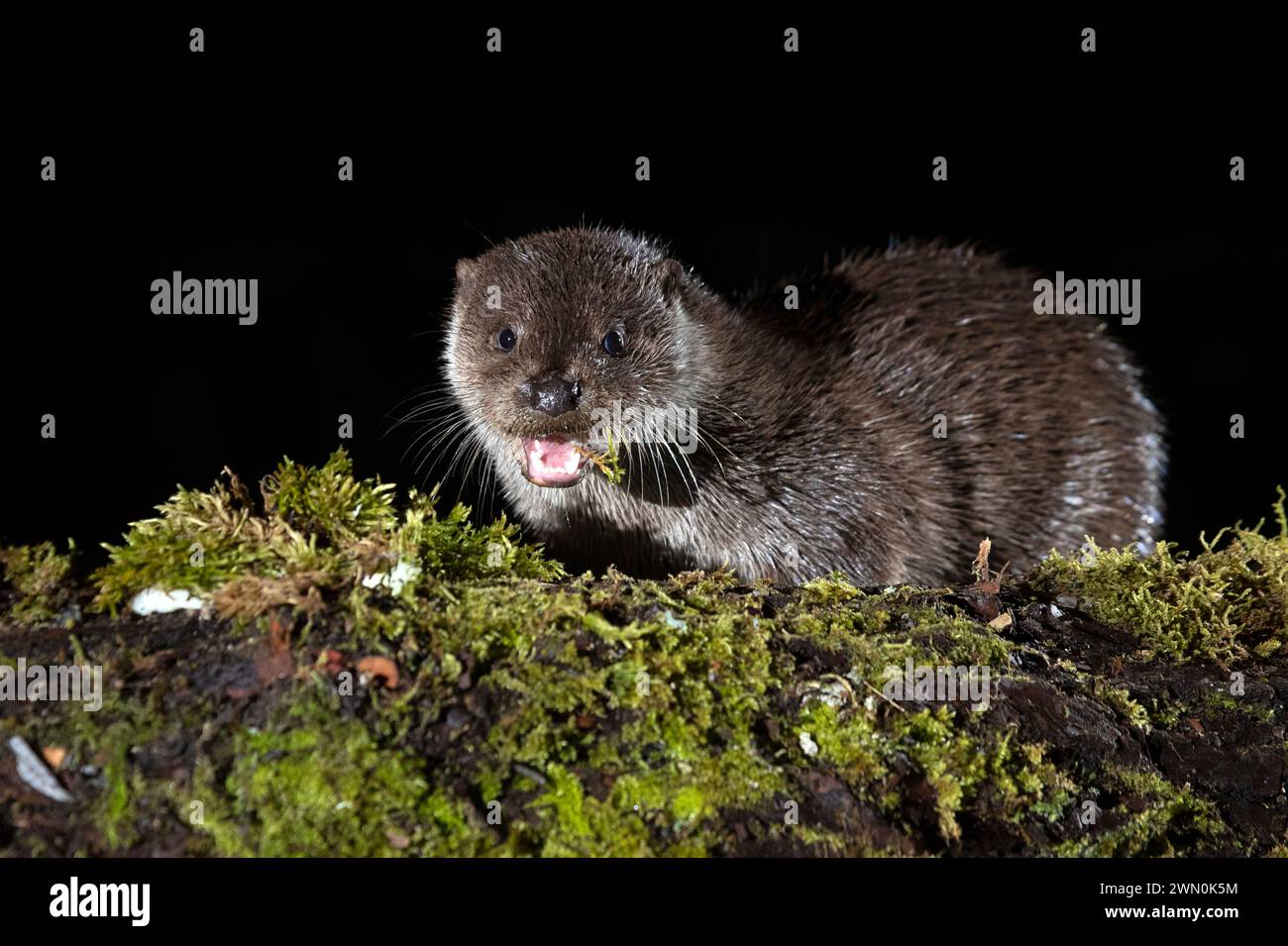 Loutre dans une rivière de montagne par une froide journée d'hiver dans une forêt eurosibérienne Banque D'Images