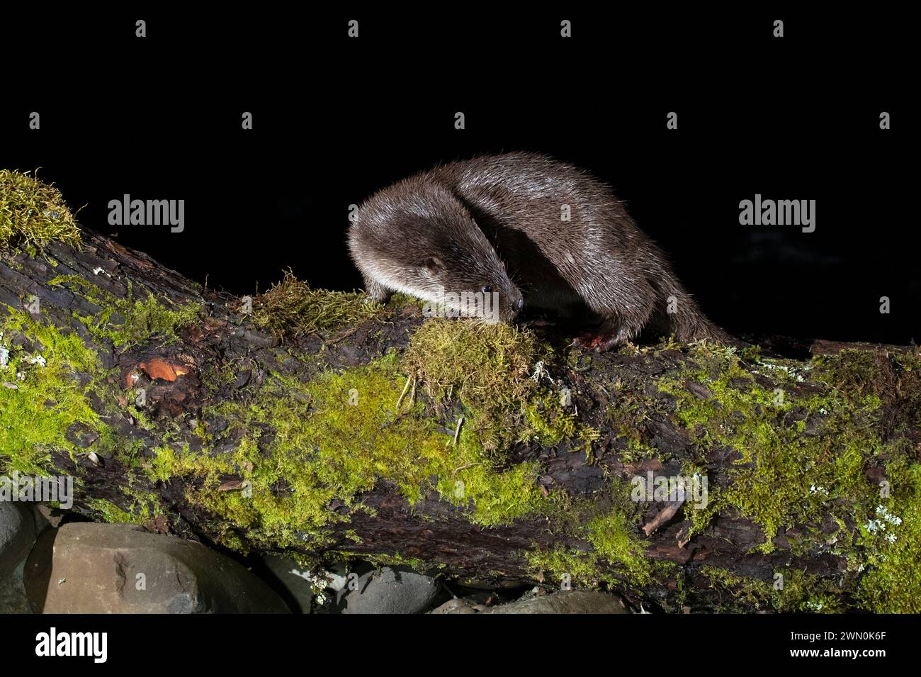 Loutre dans une rivière de montagne par une froide journée d'hiver dans une forêt eurosibérienne Banque D'Images