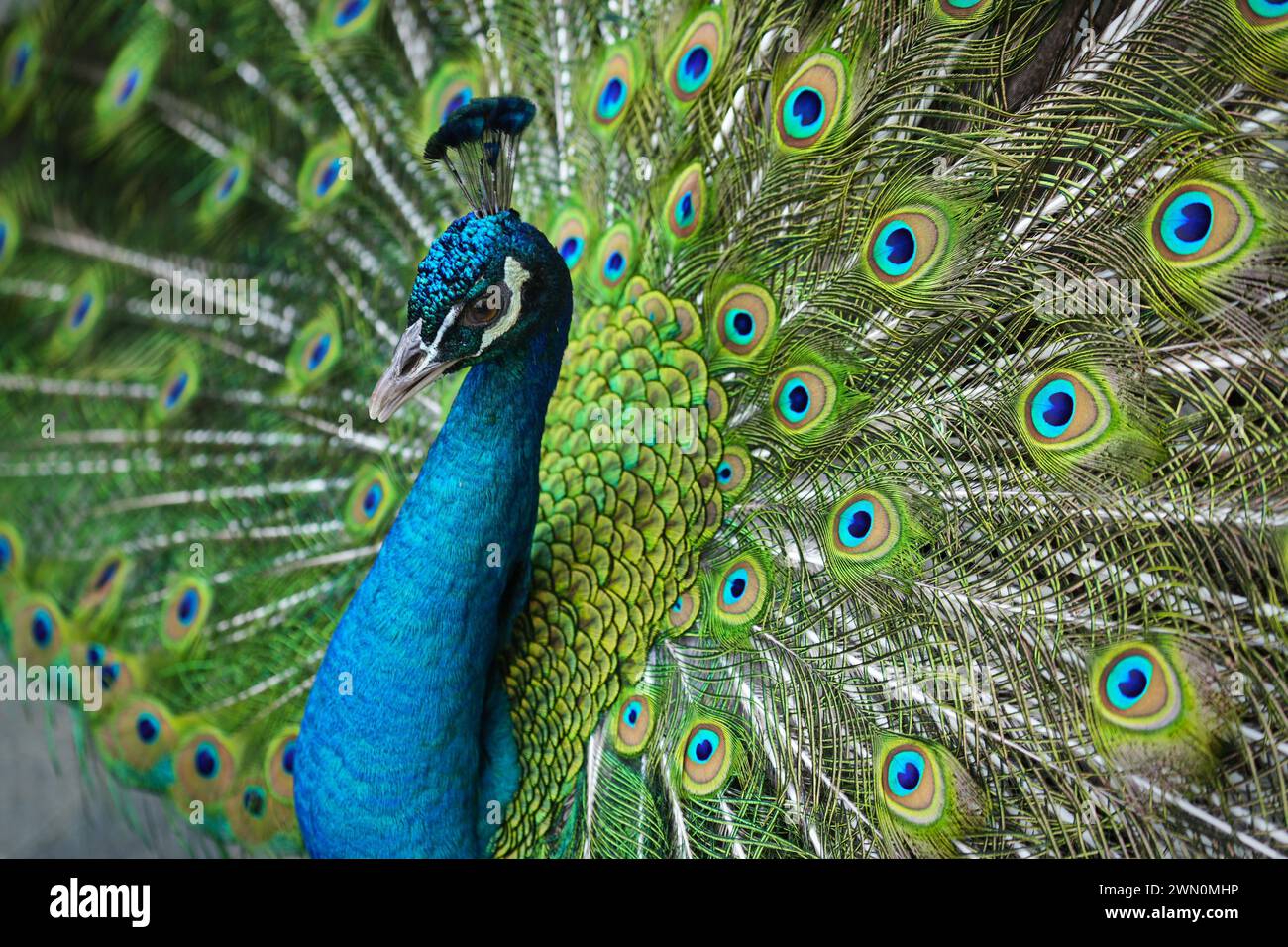 Un paon mâle montre son petit lait à plumes Banque D'Images