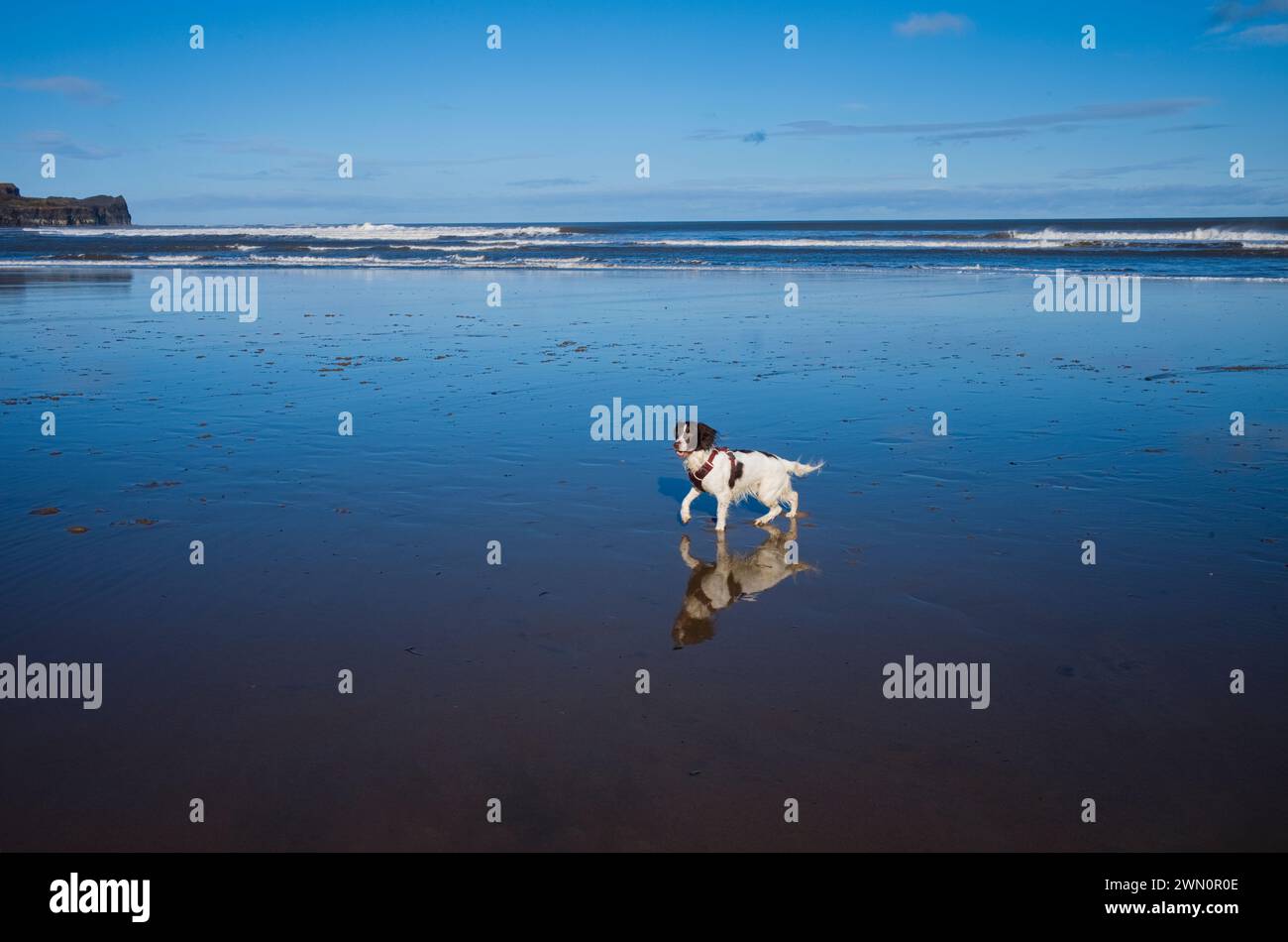 Springer spaniel jeune chien sur la plage à marée basse Banque D'Images