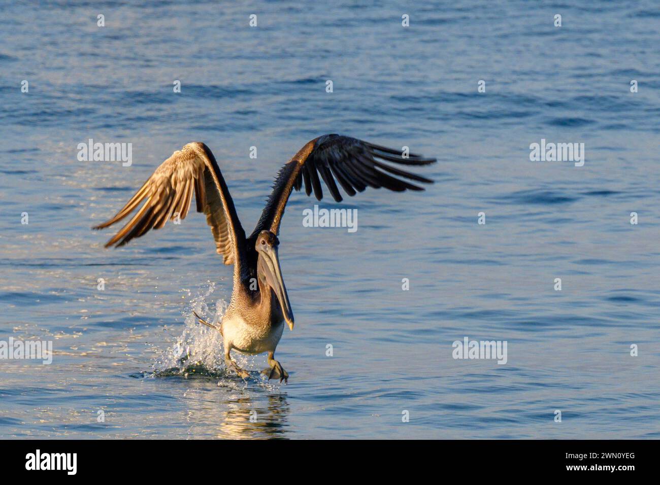 Brown Pelican prenant son envol ; Chacala, Nayarit, Mexique. Banque D'Images