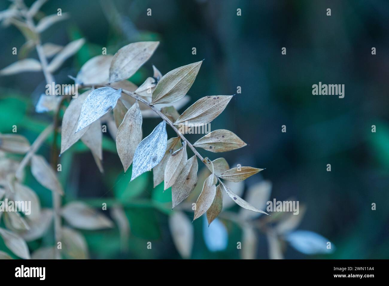 Cette photo montre un gros plan de feuilles vertes éclatantes. Banque D'Images