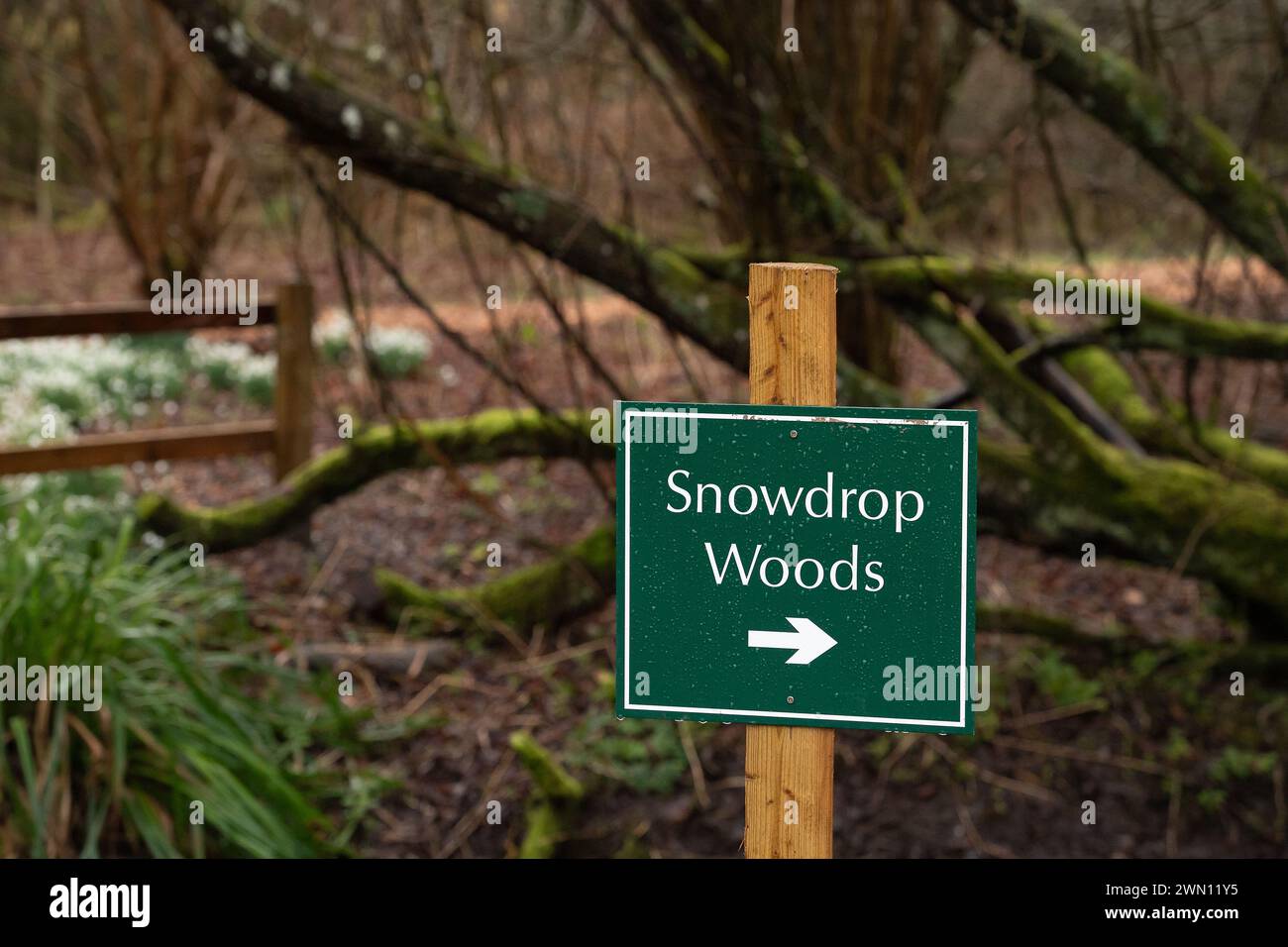 FICHIERS PHOTOS. 28 février 2024. Après de fortes précipitations et des températures chaudes, de nombreuses gouttes de neige à Welford Park à Welford, Newbury, Berkshire auraient été mangées par des limaces. Welford, Newbury, Royaume-Uni. 9 février 2024. Welford Park, où le Great British Bake Off est filmé, est ouvert aux visiteurs jusqu'au 3 mars pour collecter des fonds pour la charité. Cette année, l'argent recueilli va à des organismes de bienfaisance le National Garden Scheme, Newbury cancer Care, Newbury Soup Kitchen et Stroke Care Newbury. Crédit : Maureen McLean/Alamy Banque D'Images