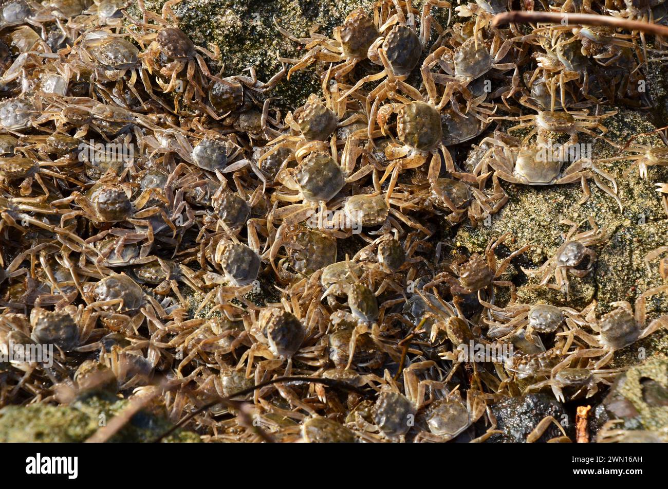 Eriocheir sinensis, Chinesische Wollhandkrabben, crabe moufle chinois, crabe poilu de Shanghai, Geesthacht Banque D'Images