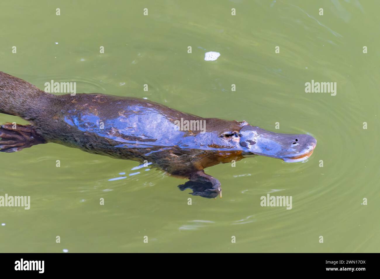 gros plan d'un ornithorynque mâchant un aliment à la surface d'une piscine au parc national d'eungella Banque D'Images