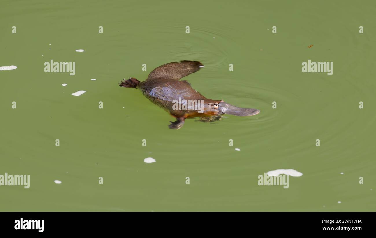 platypus mâche un aliment dans une piscine à eungella Banque D'Images