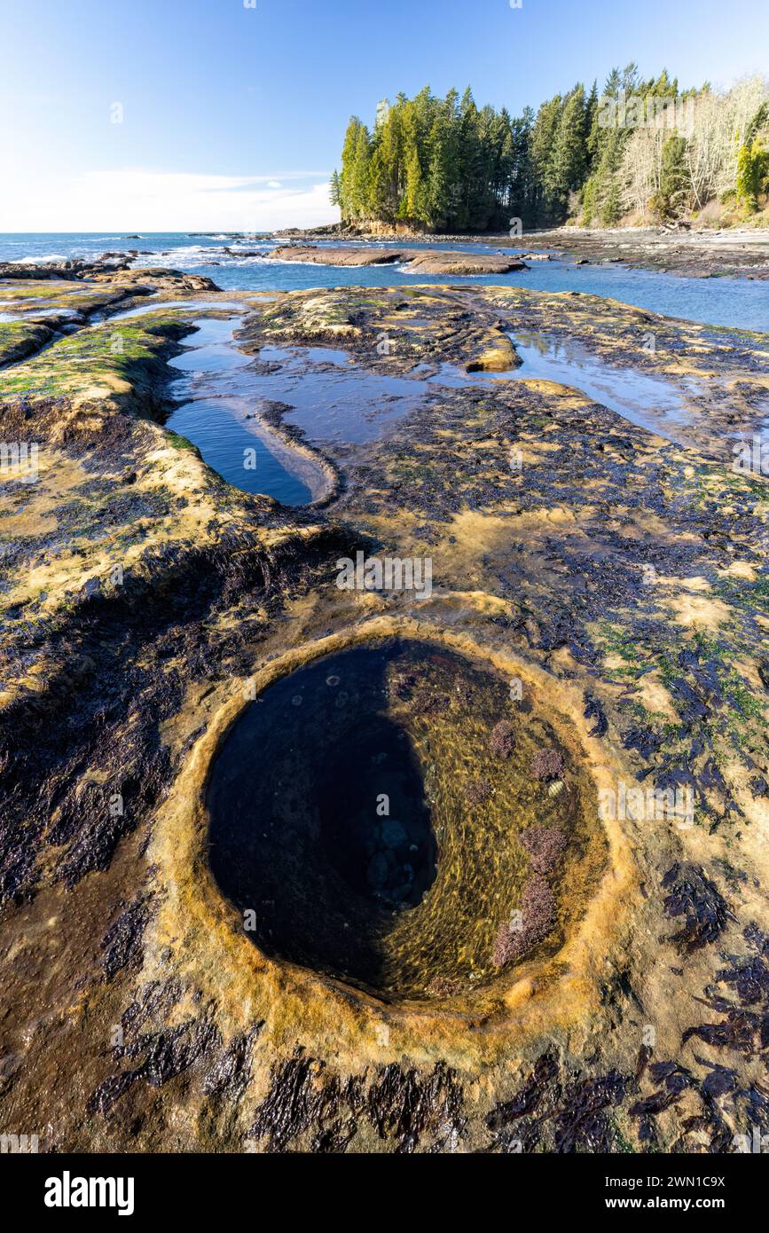 Paysage de bassin de marée à Botanical Beach - Parc provincial Juan de Fuca - Port Renfrew, Île de Vancouver, Colombie-Britannique, Canada Banque D'Images