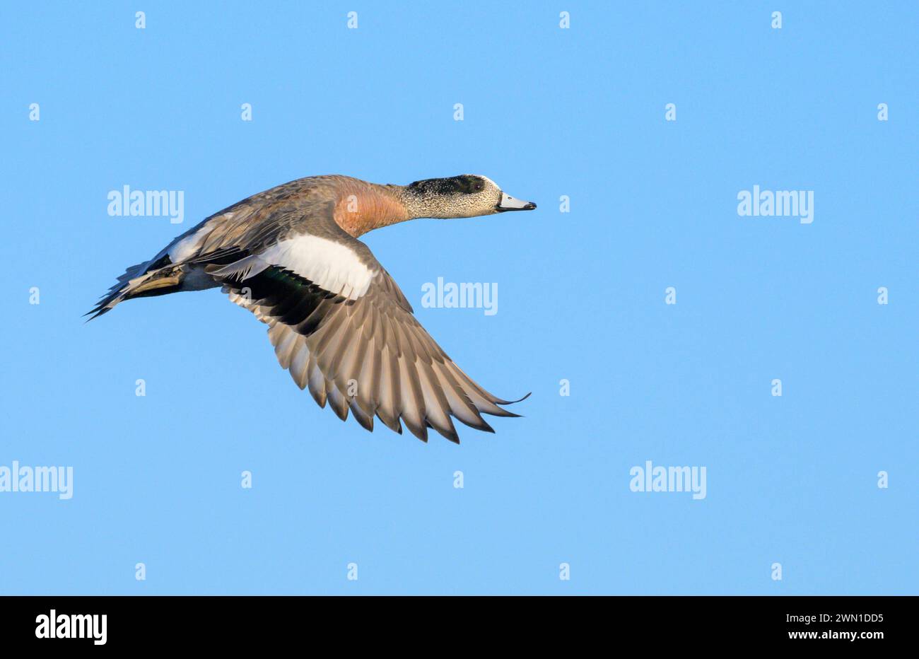 Wigeon américain (Mareca americana) drake volant dans le ciel bleu, Galveston, Texas, États-Unis. Banque D'Images
