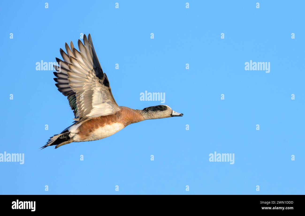 Wigeon américain (Mareca americana) drake volant dans le ciel bleu, Galveston, Texas, États-Unis. Banque D'Images