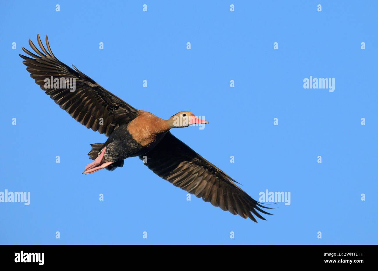 Canard sifflet à ventre noir (Dendrocygna autumnalis) volant dans le ciel bleu, Galveston, Texas. ÉTATS-UNIS. Banque D'Images