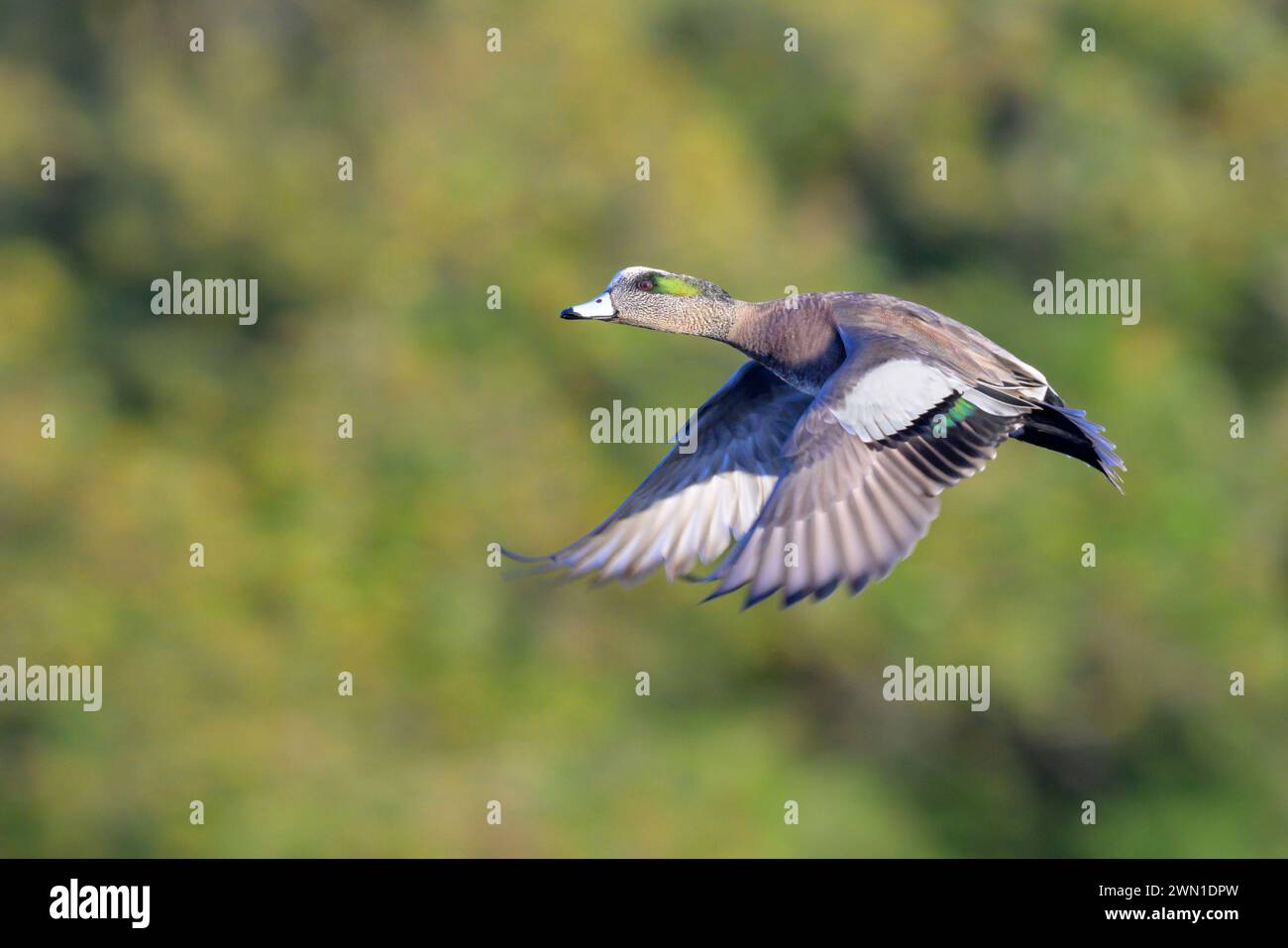Wigeon américain (Mareca americana) drake volant au-dessus d'un lac contre des arbres, Galveston, Texas, États-Unis. Banque D'Images