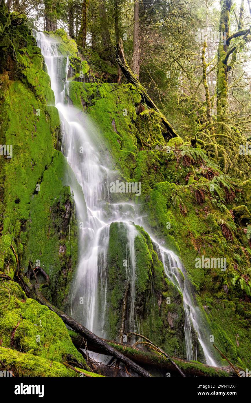 Cascade dans une forêt tropicale tempérée luxuriante - Goldstream provincial Park près de Victoria, île de Vancouver, Colombie-Britannique, Canada Banque D'Images