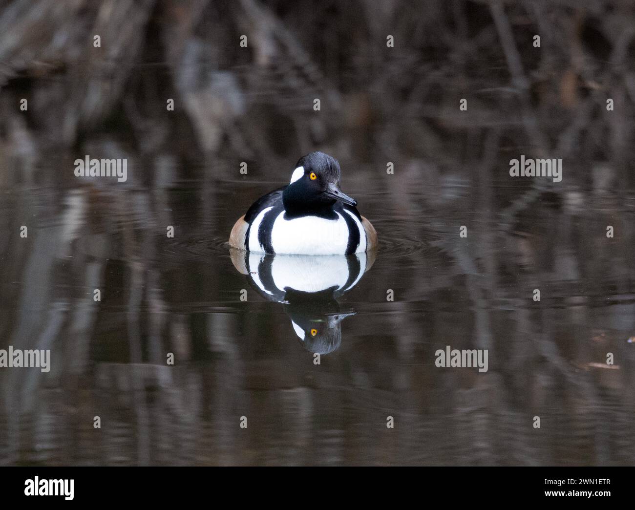 Hooded Merganser reposant dans l'eau plate reflet parfait Banque D'Images