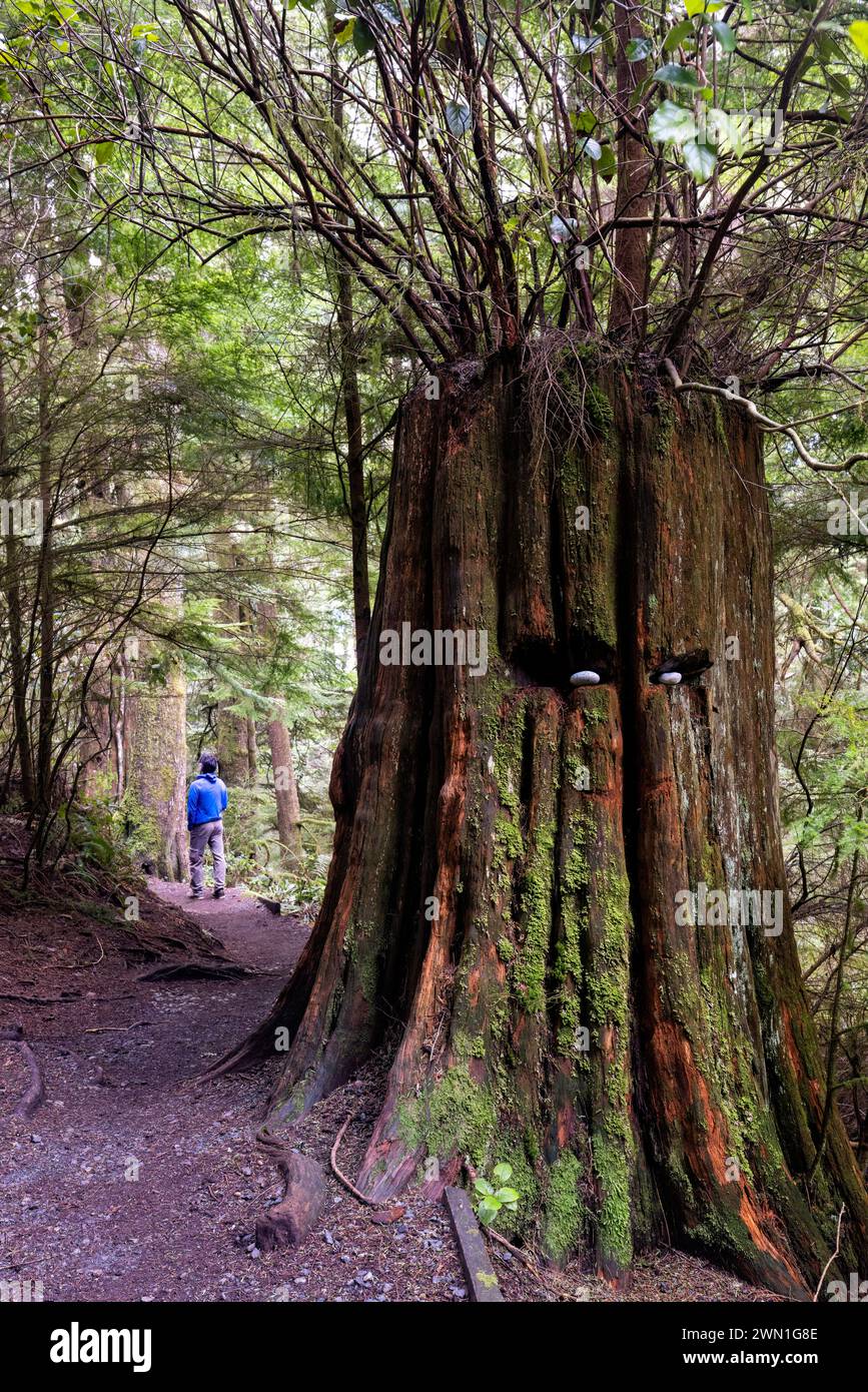 Sentier vers Sandcut Beach, près de Sooke, Île de Vancouver, Colombie-Britannique, Canada Banque D'Images