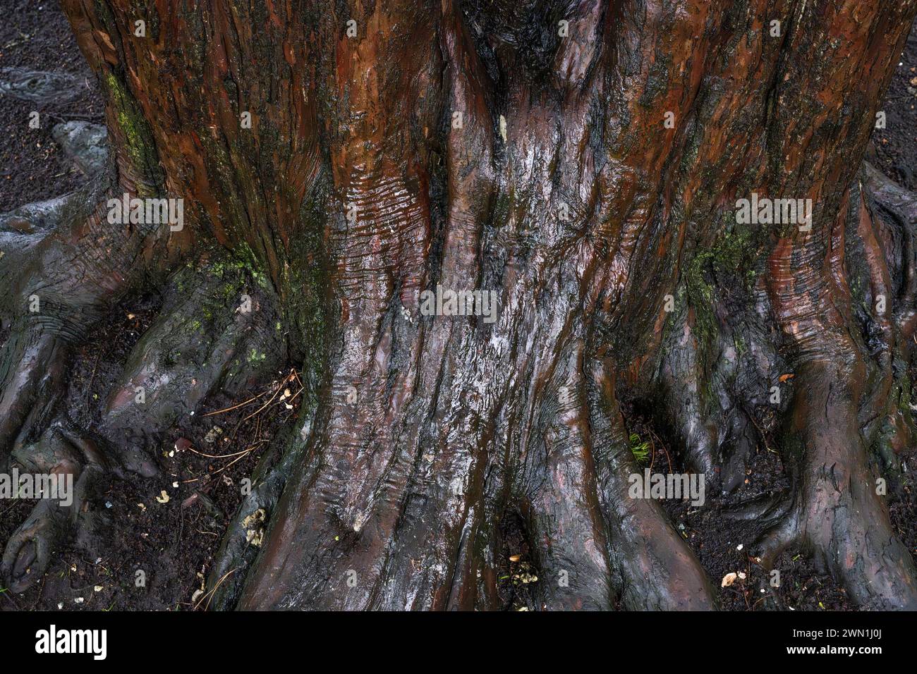 Base de vieux tronc d'if (Taxus baccata), Peterborough, Cambridgeshire, Angleterre Banque D'Images