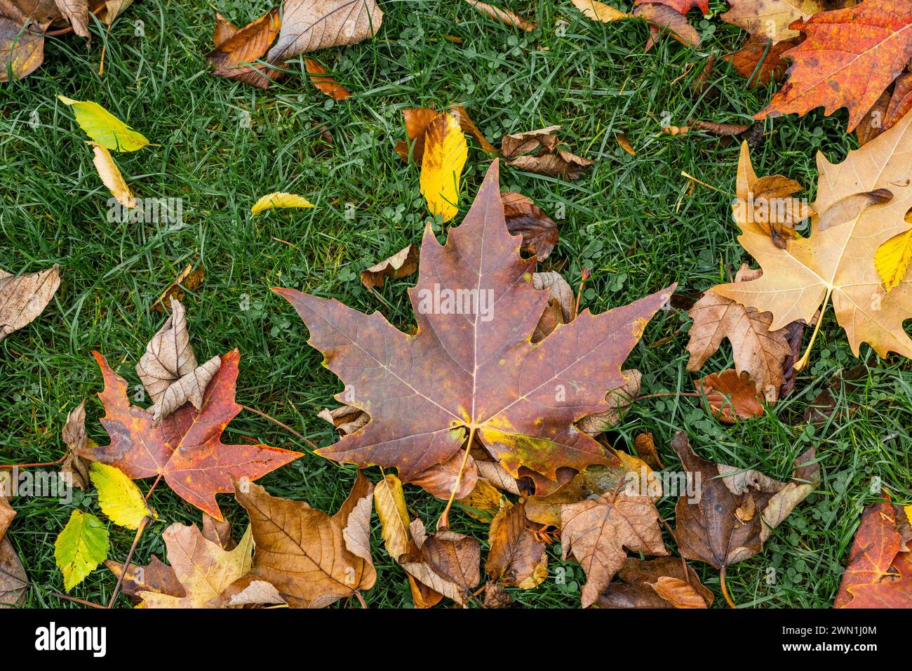 Platane londonien (Platanus x hispanica) tombé, coloré et brun, feuilles sur le sol en automne, Cambridgeshire, Angleterre Banque D'Images