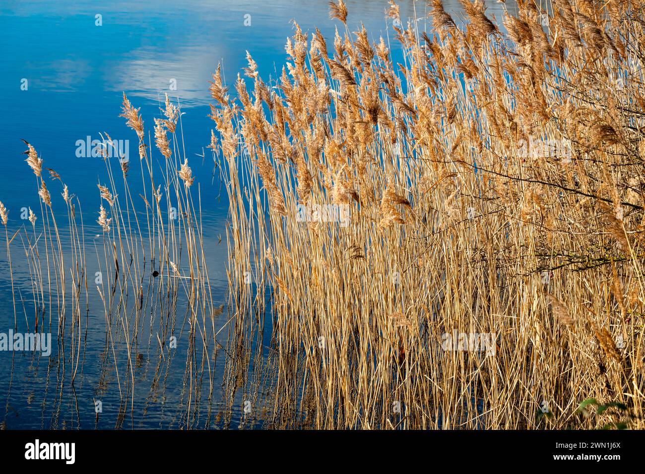 Roseaux poussant dans le lac de Eye Green nature Reserve, une gravière restaurée à Peterborough, Cambridgeshire, Angleterre Banque D'Images